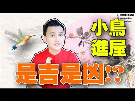 家裡鳥巢|【家有鳥巢怎麼辦】家有鳥巢別慌張！專家教你與鳥兒。